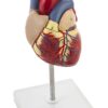 Natural Size Human Heart Anatomical Model with Showing Four Chamber and 2 Parts