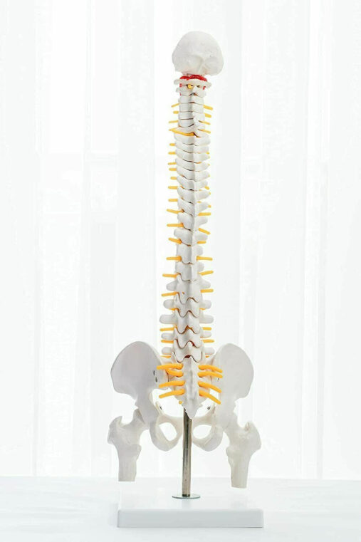 Human Mini Spine Model With Femur Head (Vertebral/Spinal Column Model)45 cms