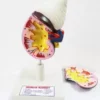 Human kidney model on stand for labs and schools