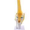 Ligaments Medical Quality Anatomical Medical Knee Joint Model with Stand Life Size  