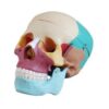 Adult Skull Model Colored