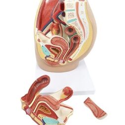 Human Female Pelvis Section Dissectible, PVC, Dissectible in 3 parts, with detailed key card | Anatomical Model | Ideal for doctors and students for medical study and patient education