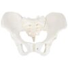 Pelvis Model Female (Adult) Real Human Pelvis Skeleton