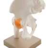 Human Pelvis Hip Joint Model with Flexible Ligaments Anatomically Correct Orthopaedic Model with Detailed Study Guide