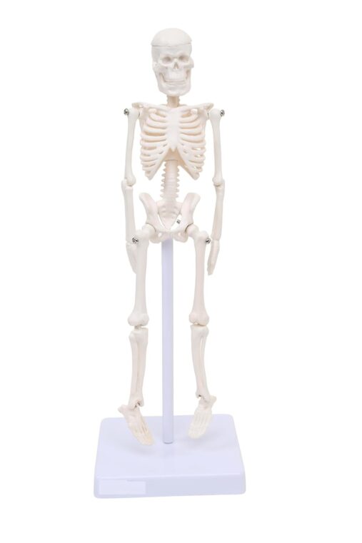 Anatomical Learning Micro Skeleton Model, 21cm Height