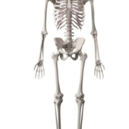 Human Model