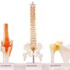 Spine Model, Knee Model, Shoulder Model, Premium Medical Quality, 95% Anatomical Accuracy