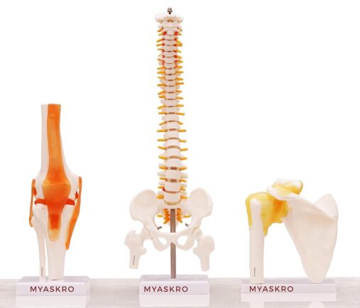 Spine Model, Knee Model, Shoulder Model, Premium Medical Quality, 95% Anatomical Accuracy