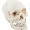 Life Size Premium Human Skull Model with Removable Calvarium, Anatomical Model, Numbered to Show Detailed Features, 3 Parts, with Detailed Study Guide - Off White