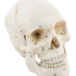 Life Size Premium Human Skull Model with Removable Calvarium, Anatomical Model, Numbered to Show Detailed Features, 3 Parts, with Detailed Study Guide - Off White