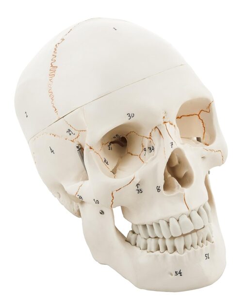 Life Size Premium Human Skull Model with Removable Calvarium, Anatomical Model, Numbered to Show Detailed Features, 3 Parts, with Detailed Study Guide - Off White