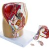 Anatomical Model of Male Pelvis Showing Urinary System, Muscular Anatomy and Outer Reproductive System, Dissectible into 4 Parts, with Detailed Study Guide