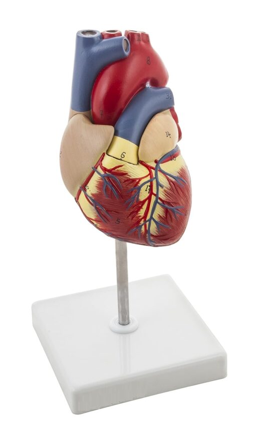 Deluxe Natural Size Human Heart Anatomical Model, 2 Parts, Showing Four Chambers, Valves, And Major Blood Vessels, With Detailed Study Guide (Red), Adult