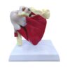 Muscular Shoulder Joint Model, Life Size, PVC, with detailed key card | Anatomical Model | Ideal for doctors and students for medical study and patient education | Bones and Skeleton