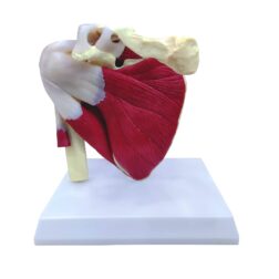 Muscular Shoulder Joint Model, Life Size, PVC, with detailed key card | Anatomical Model | Ideal for doctors and students for medical study and patient education | Bones and Skeleton