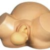 Vacuum Baby Delivery Model Advanced Midwifery Training For Nursing