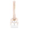 Human Spine Model With Femur Heads & Stand (96% Anatomical Accuracy) Premium Quality