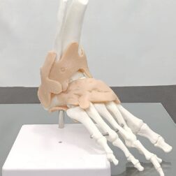 Human Foot Joint Model Flexible PVC Plastic | Anatomical Model ] unbreakable