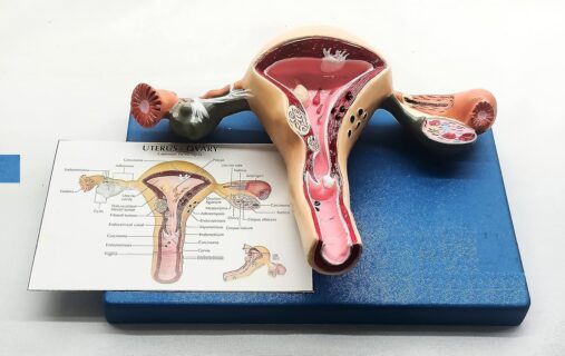 Uterus And Ovary Model Female Reproductive Organ Model Human Anatomy Replica Show Uterus Ovary VaginaTeaching Anatomical Gynecology Doctor Patient Communication Simulation