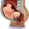 Study Model Human Female Pelvis Section Pregnancy Anatomical Model Anatomy Model Pregnancy Pelvis Female Pelvis Model Fetus