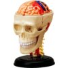 4D Puzzle Human Anatomy 3D Cranial Nerve Skull Biology Medical Education Model