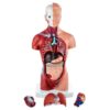 Mini Human Torso Model With 15 Removable Parts | Made Up Of Unbreakable PVC Plastic | Master Human Anatomy With This Premium Anatomical Torso Model