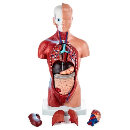 Mini Human Torso Model With 15 Removable Parts | Made Up Of Unbreakable PVC Plastic | Master Human Anatomy With This Premium Anatomical Torso Model