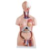 Anatomical Life Size (85cm length) Unisex Human Torso Model in 24 Parts with Interchangeable Reproductive System in Fiber Glass Material. 85 cm length