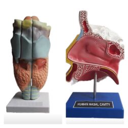 Human Anatomical model set (Larynx and Nose Model/nasal cavity)