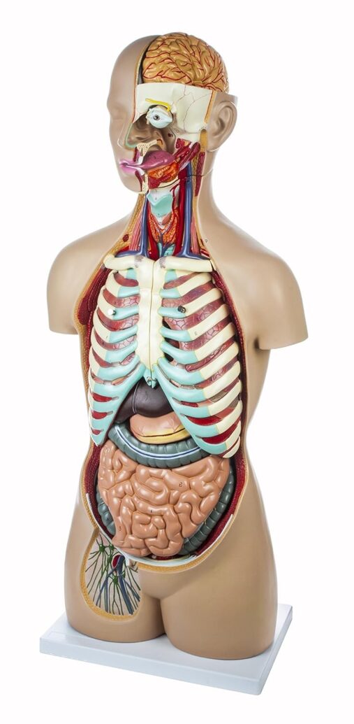 Premium Anatomical Human Torso, Unisex, with Open Neck and Back Showing Central Nervous System, 17 Parts, 88cm,Medical Grade Model with Detailed Key Card