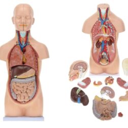 Human Mini Torso Model 50 cm, Dissectible in 12 parts | PVC | 73 features marked| Anatomical Model