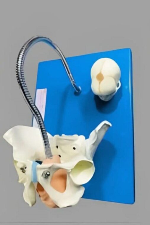 Child birth Demonstration model with pelvis and baby skull (Unbreakable 1 pc)