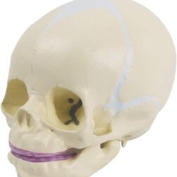 Fetus Skull Model With Articulating Jaw Premium Anatomical Model