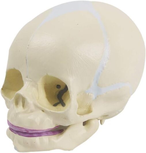 Fetus Skull Model With Articulating Jaw Premium Anatomical Model