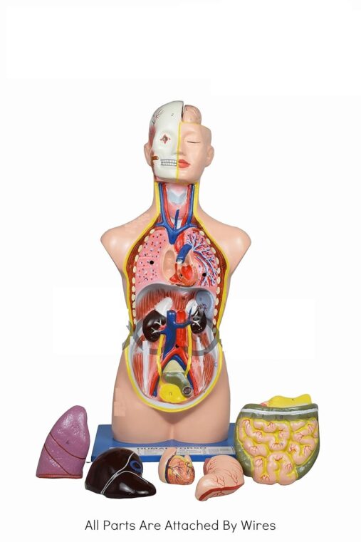 Human Torso Figurine (18 Inches)