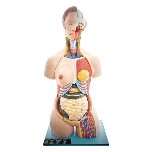 Anatomical Life Size (85cm length) Unisex Human Torso Model in 24 Parts with Interchangeable Reproductive System in Fiber Glass Material. 85 cm length