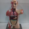 Anatomical Human Torso Model in 6 Parts 11 Inch