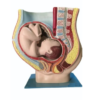 Anatomical Pelvis With Baby