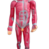 Anatomical Human Muscular Body