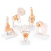 Anatomical Human Joint Models Set Of 5 - Knee Joint, Hip Joint, Shoulder Joint, Foot Joint And Hand Joint Model