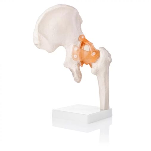 Human Hip Joint Model with Ligaments Scientific Life Size with Premium Display Base Best Teaching Tool for Patient Education & Anatomy Study