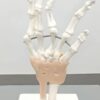 Human Wrist Joint Model/Hand Model Flexible PVC Plastic | Anatomical Model ] for studies