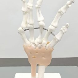 Human Wrist Joint Model/Hand Model Flexible PVC Plastic | Anatomical Model ] for studies