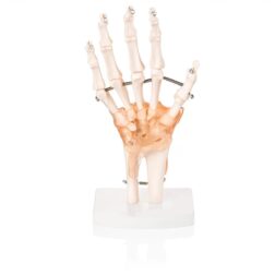 Human Hand Joint Model with Ligaments Scientific Life Size with Premium Display Base Best Teaching Tool for Patient Education & Anatomy Study