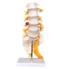 LUMBAR SACRUM SPINE MODEL