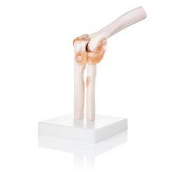 Human Elbow Joint Model with Ligaments ✮ Scientific Life Size with Premium Display Base Best Teaching Tool for Patient Education & Anatomy Study