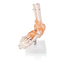 Human Foot Joint Model with Ligaments Scientific Life Size with Premium Display Base Best Teaching Tool for Patient Education & Anatomy Study