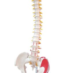 Vertebral Column with Femur Head Painted | Anatomical Model | Bones and Skeleton | PVC