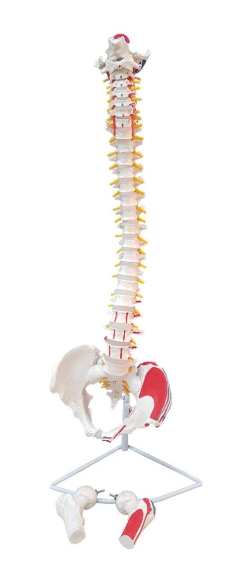 Vertebral Column with Femur Head Painted | Anatomical Model | Bones and Skeleton | PVC