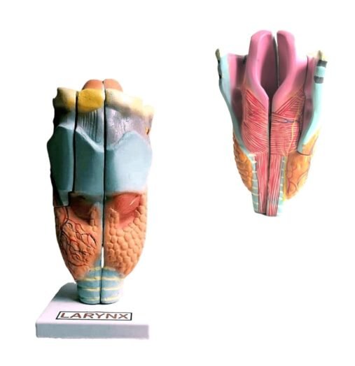 Scientific Human Anatomy Larynx Model - Image 5